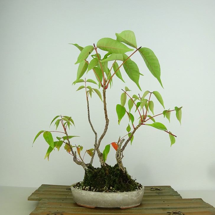 楽天市場】盆栽 ハゼの寄せ植え盆栽【現品】 : 山野草と盆栽の専門店