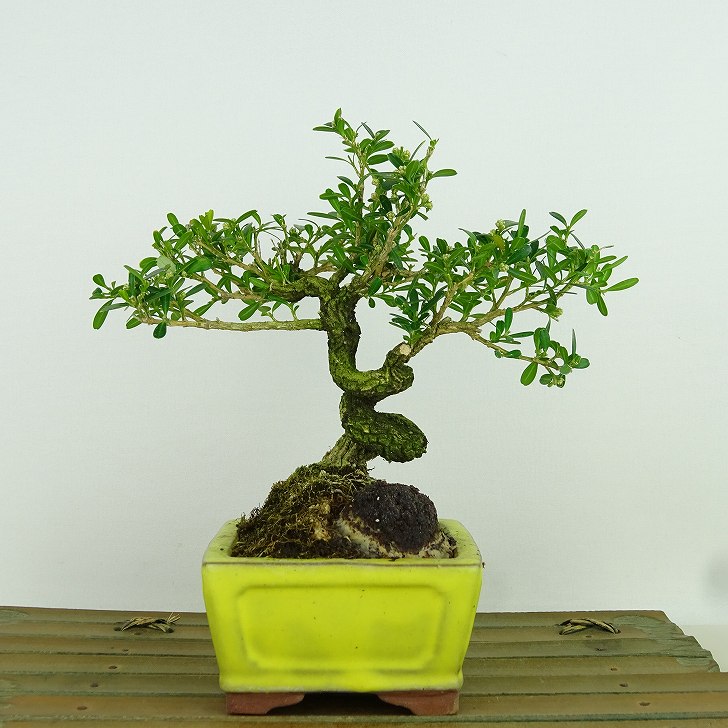 盆栽 台湾黄楊 樹高 約15cm たいわんつげ タイワンツゲ 柘植 ツゲ科 常緑樹 観賞用 小品 現品 送料無料｜盆栽はニわ 店