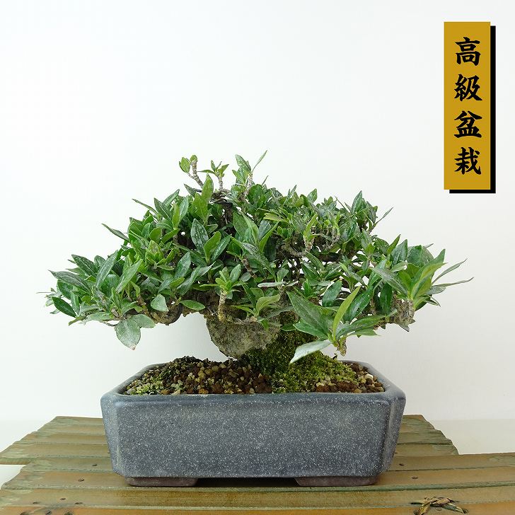 実成くちなし 小品盆栽 盆栽：実成梔子 *現品 一点物くちなし クチナシ