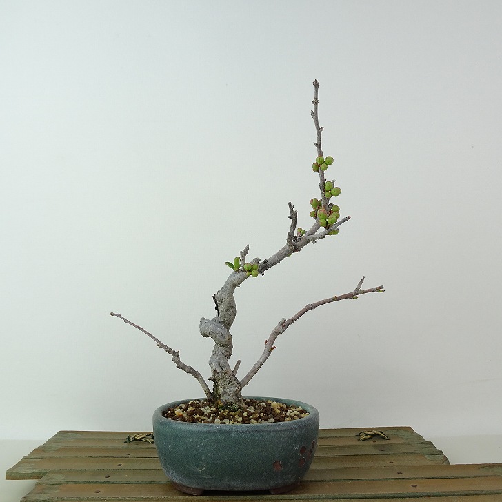 寒ボケ白花　樹高10cm 盆栽 ミニ盆栽 寒ボケ白花 樹高10cm