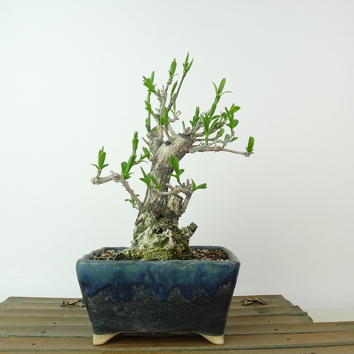 楽天市場】盆栽 こまゆみ 樹高 約24～26cm Euonymus alatus form