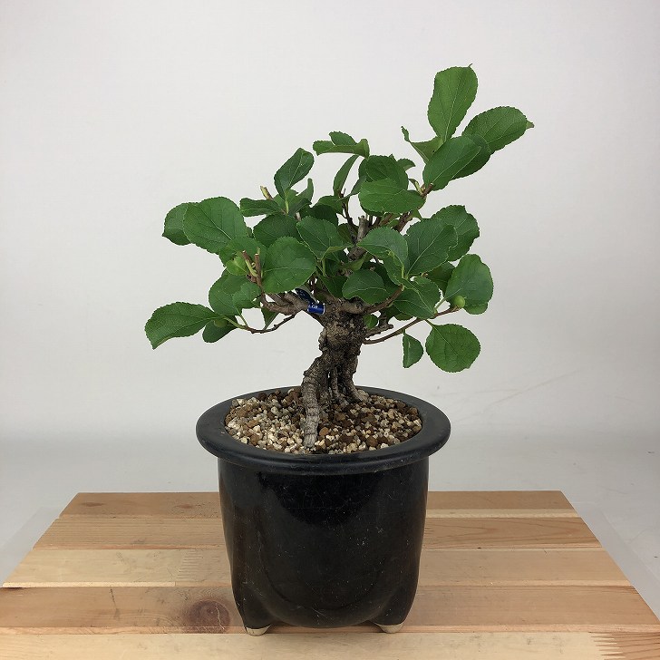 楽天市場】梅モドキ盆栽 実付き 9月から11月頃まで 梅もどき盆栽 実物