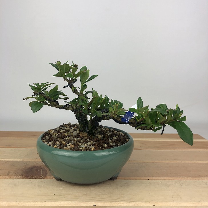 楽天市場】斑入花クチナシ 八重咲 貴風盆栽（陣笠6号丸鉢）育て方説明