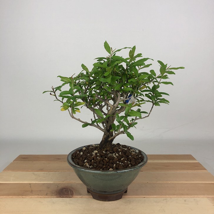 楽天市場】盆栽 ザクロ #83（造花）【ギフトバッグ対応可】 : あーかん