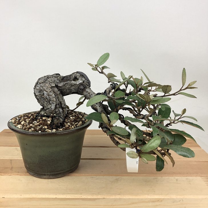 盆栽 寒茱萸 樹高 上下 約10cm かんぐみ Elaeagnus カングミ グミ科 常緑樹 観賞用 小品 現品