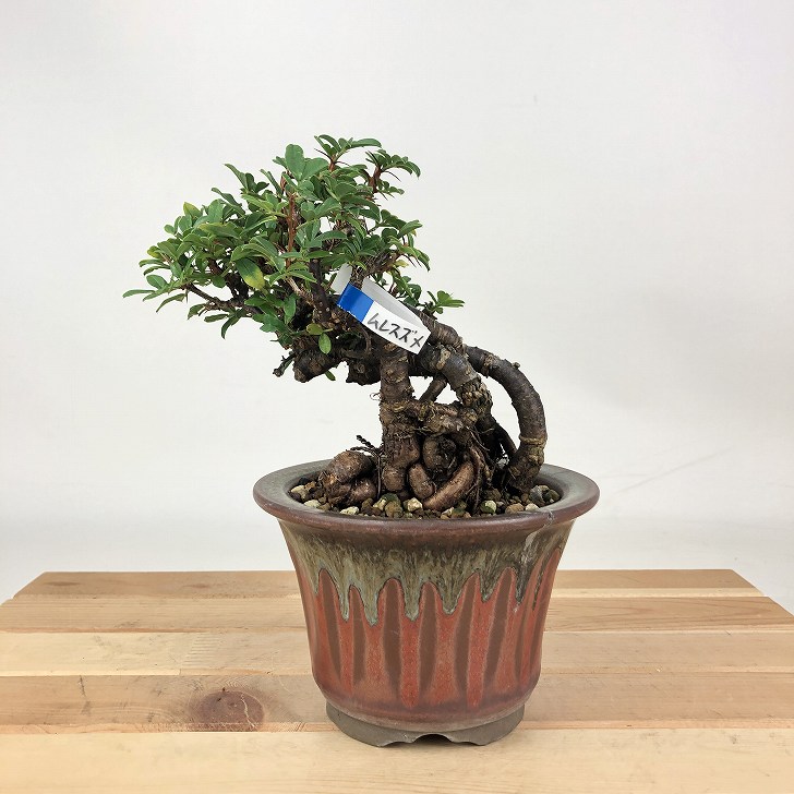 ムレスズメ　盆栽 盆栽：金雀花(むれすずめ)石付 現品*ムレスズメ Muresuzume