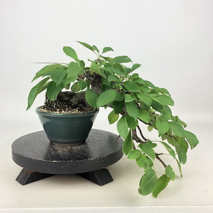 姫国光(姫林檎) 盆栽 楽天市場】姫リンゴ 「姫国光」 4.5号浅鉢(13.5cm) 【盆栽素材
