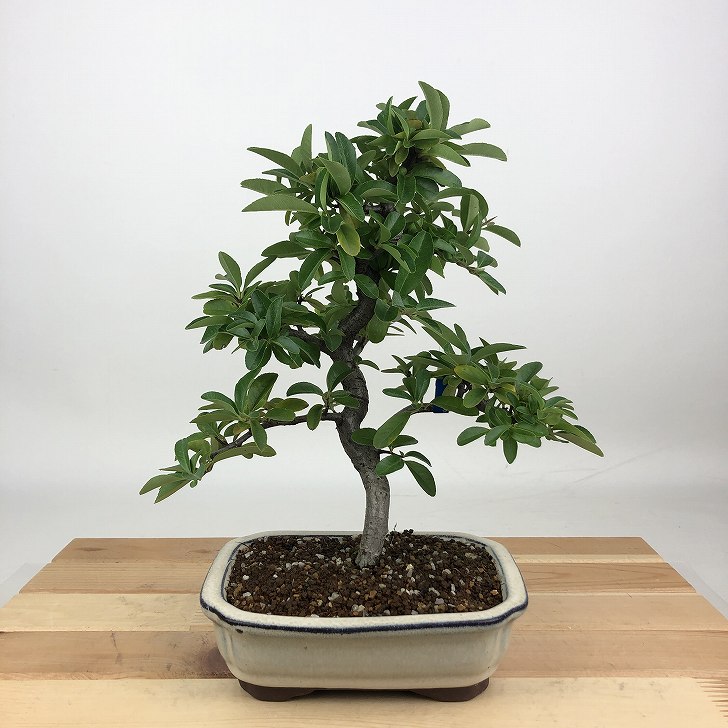 盆栽 ピラカンサ 樹高 約22cm Pyracantha バラ科 常緑樹 観賞用 現品 送料無料