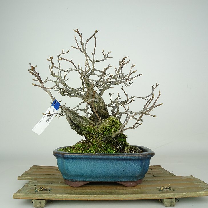 盆栽 老爺柿 樹高 約19cm ろうやがき Diospyros rhombifolia ロウヤガキ カキノキ科 落葉～半落葉樹 鑑賞 観賞用 小品 現品