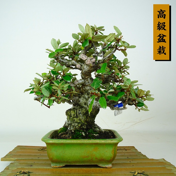 盆栽 寒茱萸 樹高 約20cm かんぐみ 高級盆栽 Elaeagnus カングミ グミ科 常緑樹 鑑賞 観賞用 小品 現品｜盆栽はニわ 店