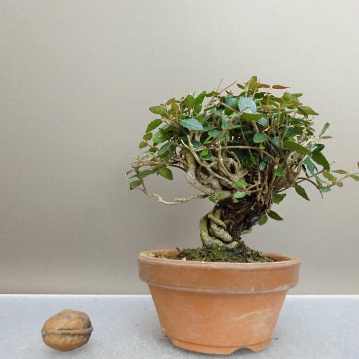 楽天市場】盆栽 特選：縮緬葛（チリメンカズラ） 現品* ちりめんかずら