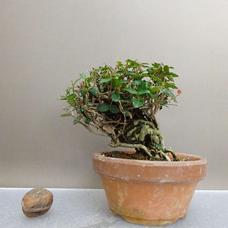 盆栽 縮緬葛 樹高 約10.5cm ちりめんかずら tirimenkazura チリメンカズラ テイカカズラ属 つる性 常緑樹 鑑賞 観賞用 小品 現品 送料無料