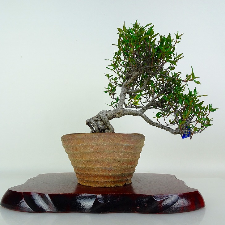 盆栽 縮緬葛 樹高 約10cm ちりめんかずら tirimenkazura チリメンカズラ テイカカズラ属 つる性 常緑樹 鑑賞 観賞用 小品 現品｜盆栽はニわ 店