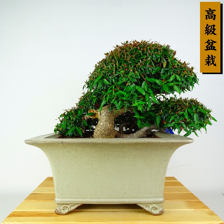 盆栽 縮緬葛 樹高 約16cm ちりめんかずら 高級盆栽 tirimenkazura チリメンカズラ テイカカズラ属 つる性 常緑樹 鑑賞 観賞用 小品 現品｜盆栽はニわ 店