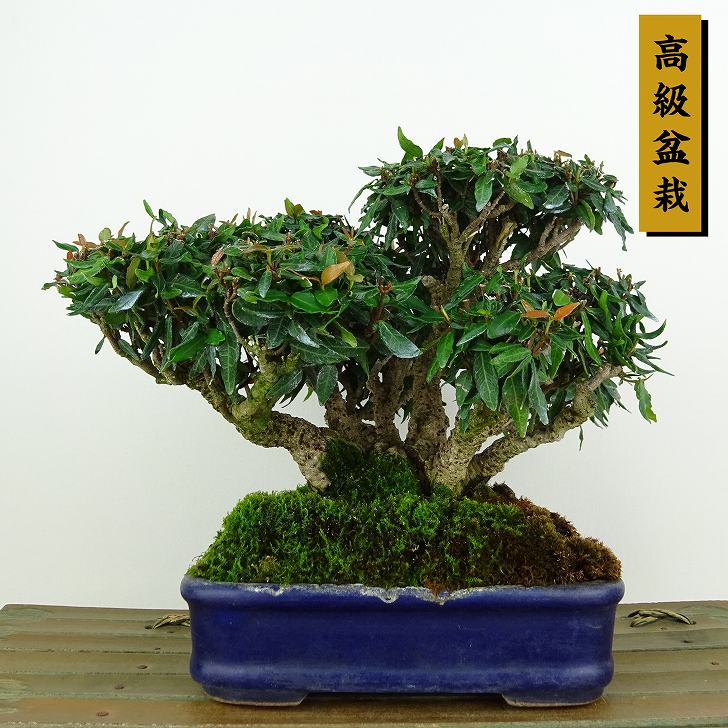 チリメンカズラ(縮緬蔓)　[模様木]　中品盆栽 チリメンカズラ(縮緬蔓) [模様木] 中品盆栽