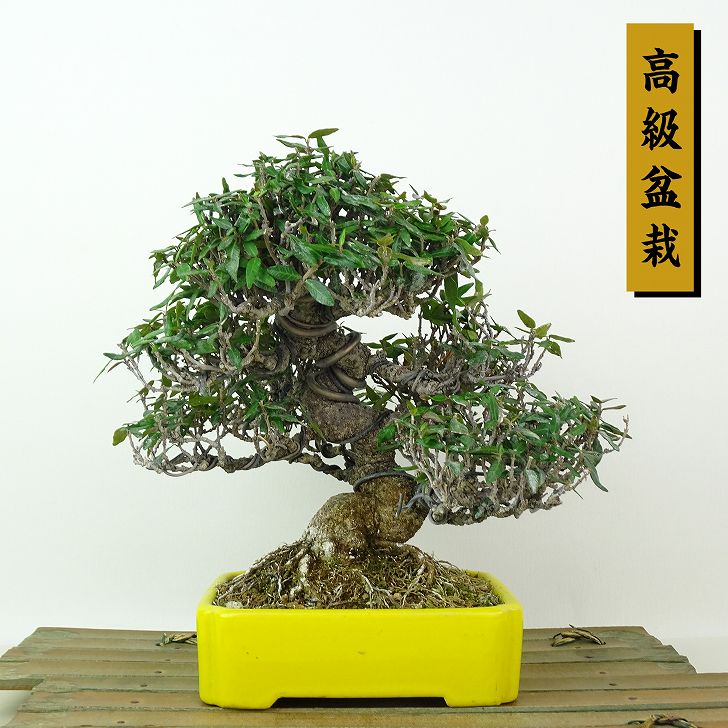 楽天市場】盆栽 特選：錦木（ニシキギ）*現品 にしきぎ Euonymus