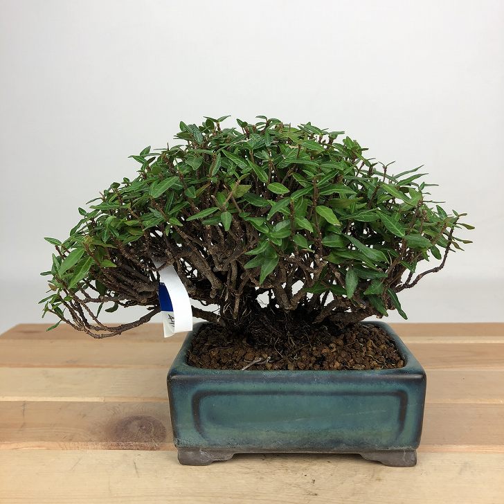 楽天市場】盆栽：椿 現品 *つばき ツバキ Tsubaki bonsai