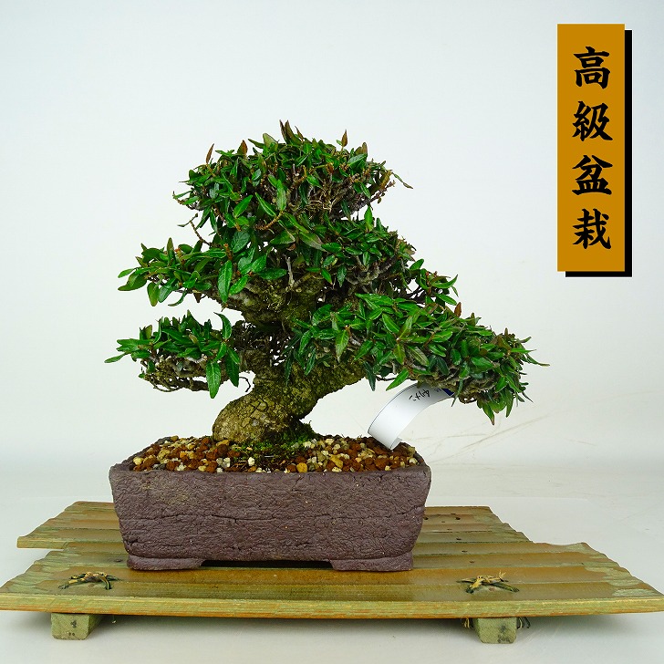 盆栽 縮緬葛 樹高 約17cm ちりめんかずら 高級盆栽 tirimenkazura チリメンカズラ テイカカズラ属 つる性 常緑樹 鑑賞 観賞用 小品 現品｜盆栽はニわ 店