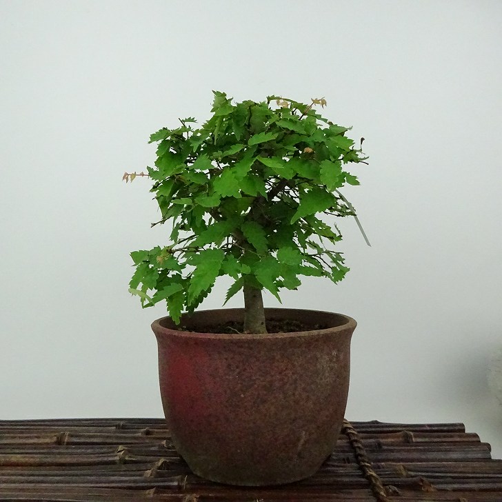 楽天市場】盆栽 欅 樹高 約15cm けやき Zelkova serrata ケヤキ 紅葉