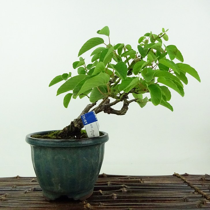 楽天市場】盆栽 熊柳 樹高 約15cm くまやなぎ Berchemia racemosa