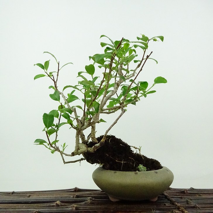 楽天市場】盆栽 針蔓柾 樹高 約17cm はりつるまさき Maytenus