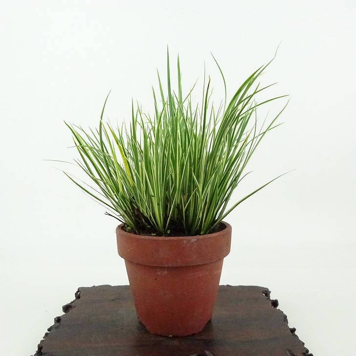 磯山椒 磯山椒（イソザンショウ） – 盆栽妙 本店