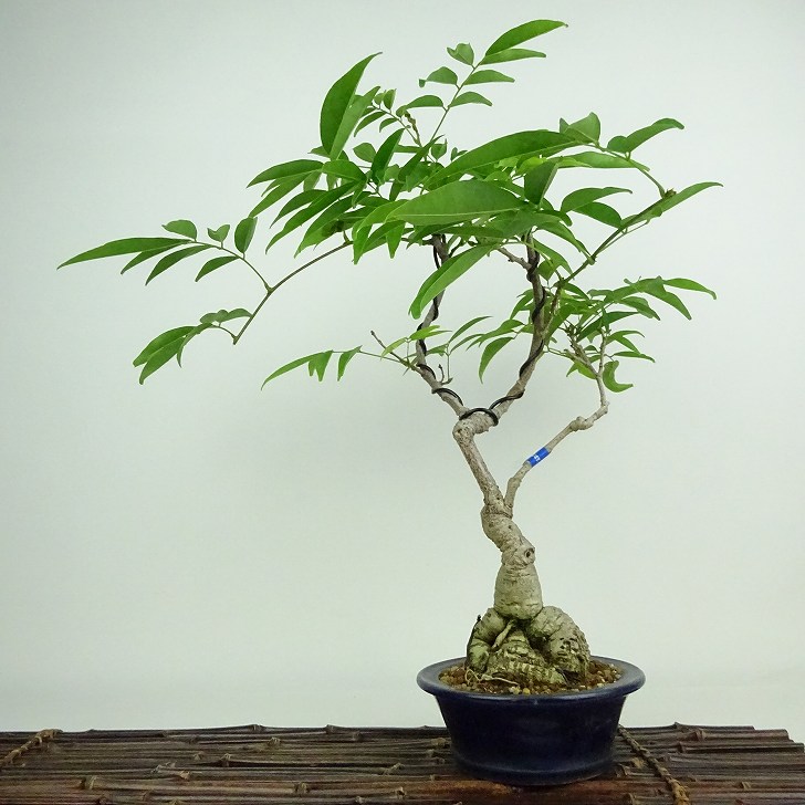 楽天市場】現品 台湾サッコウフジ（タイワンサッコウフジ）10号鉢植え