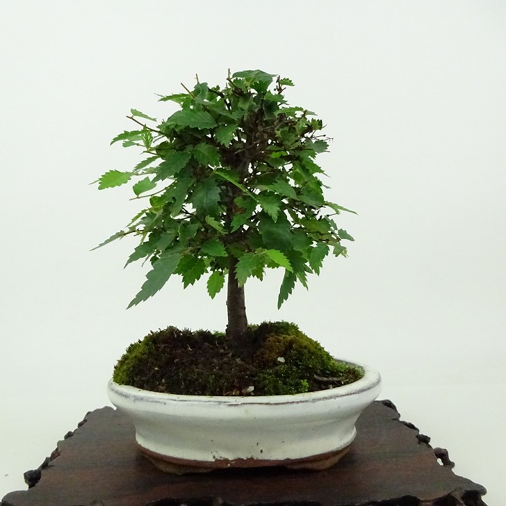 楽天市場】盆栽：欅(けやき) 現品*ケヤキ Zelkova serrata
