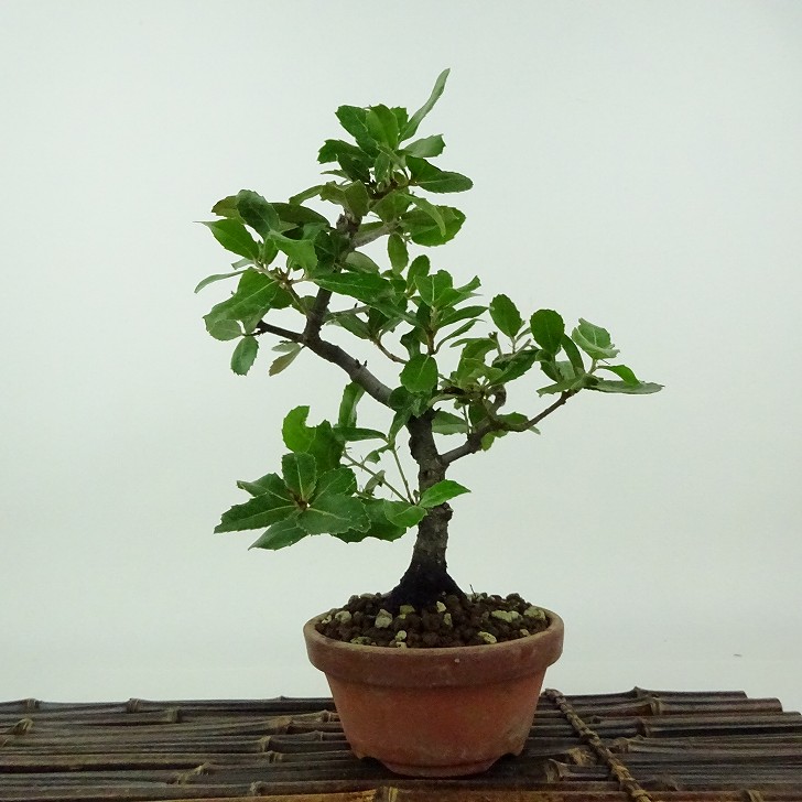 楽天市場】盆栽 姥目樫 樹高 約23cm うばめがし Quercus