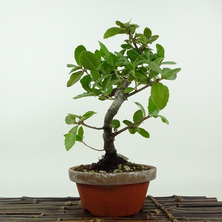 楽天市場】盆栽 姥目樫 樹高 約23cm うばめがし Quercus