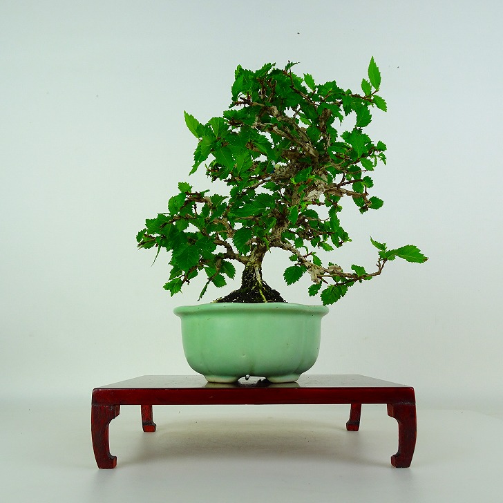盆栽 友禅欅 樹高 約17cm ゆうぜんけやき Zelkova serrata ユウゼンケヤキ 紅葉 ニレ科 ケヤキ属 落葉樹 鑑賞 観賞用 小品 現品｜盆栽はニわ 店