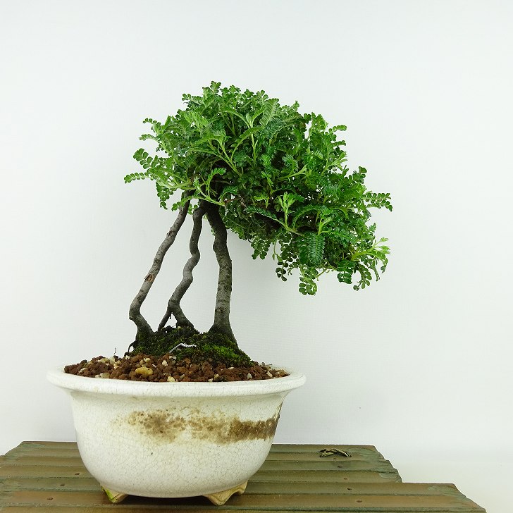 楽天市場】盆栽：磯山椒石付(いそざんしょう)現品*サンショウ