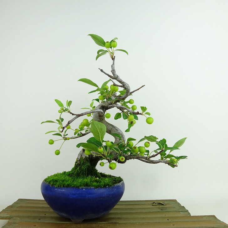 楽天市場】盆栽 海棠 樹高 約23cm かいどう Malus micromalus カイドウ