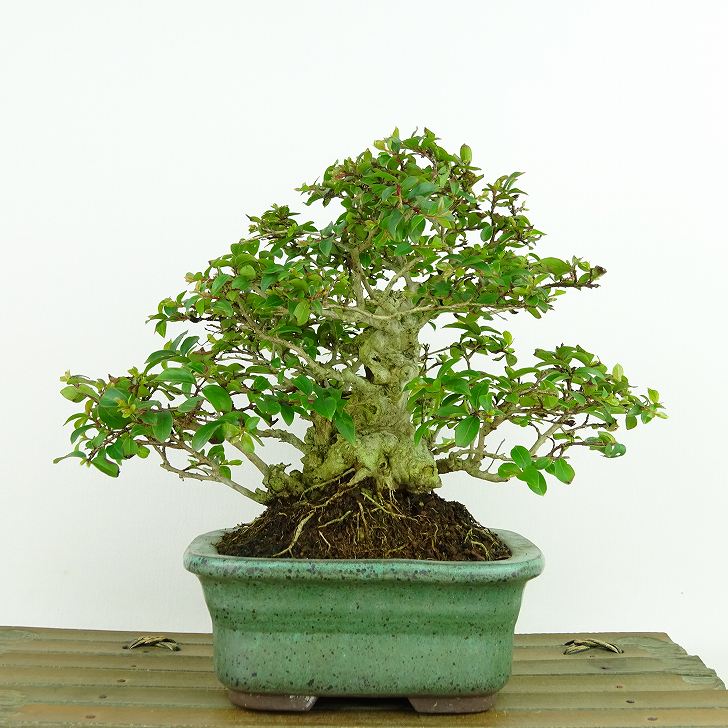 楽天市場】2024年9月開花 サルスベリ 白花 鉢花 盆栽仕立て 百日紅