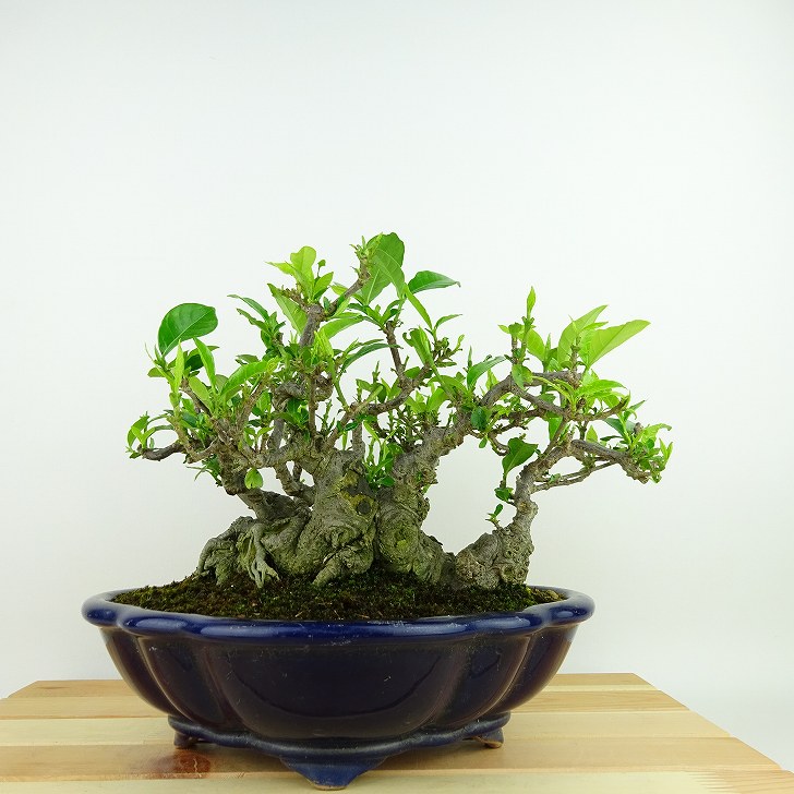盆栽 梔子 樹高 約18cm くちなし Gardenia jasminoides クチナシ アカネ科 クチナシ属 常緑樹 観賞用 小品 現品｜盆栽はニわ 店