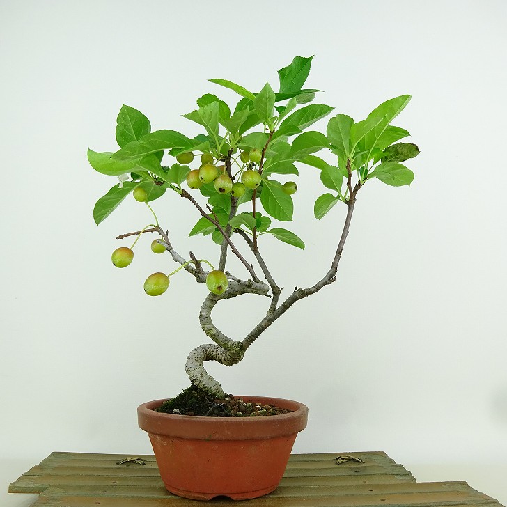 盆栽 海棠 樹高 約25cm かいどう Malus micromalus カイドウ 実 バラ科 落葉樹 観賞用 現品 送料無料
