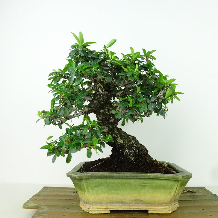楽天市場】盆栽 ピラカンサ 樹高 約19cm Pyracantha バラ科 常緑樹