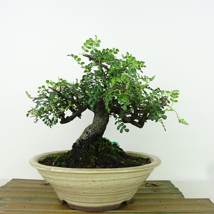 磯山椒 イソザンショウ｜石木花｜SEKIBOKKA