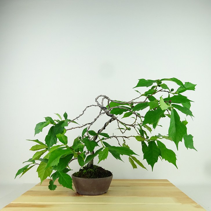 楽天市場】庭木 植木 珍品：斑入り枇杷の木*黄金覆輪葉 黄斑枇杷