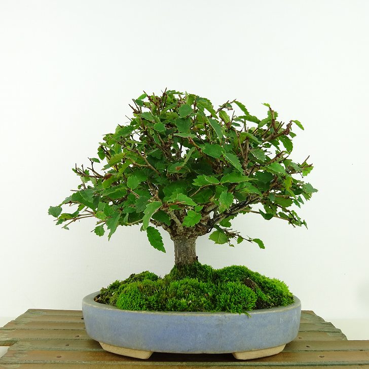 楽天市場】盆栽 小性梅 樹高 約19～20cm こしょうばい Ilex serrata var.subtilis コショウバイ モチノキ科 落葉樹  観賞用 小品 数量物 セレクト 送料無料 : 盆栽はニわ 楽天市場店