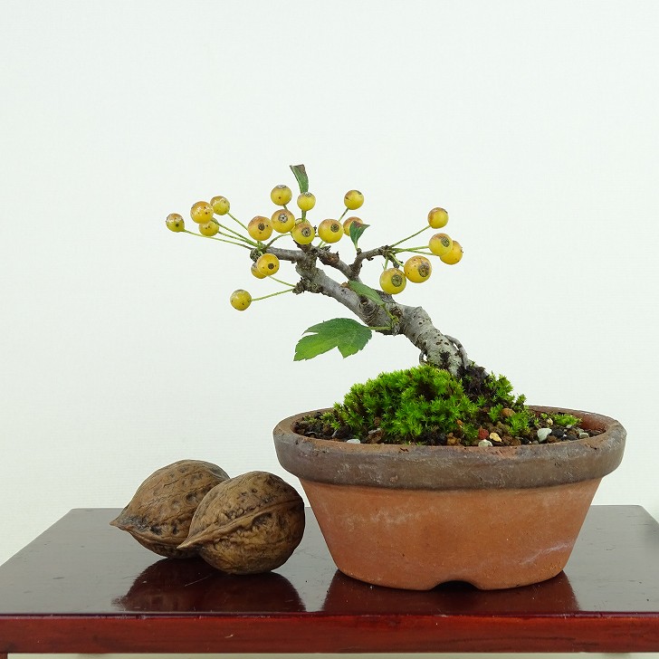 楽天市場】盆栽 酸実 樹高 約7cm ずみ Malus toringo ズミ 実物 黄
