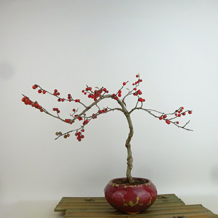 楽天市場】盆栽 小性梅 樹高 約19～20cm こしょうばい Ilex serrata