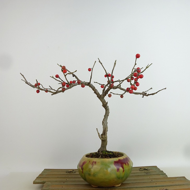 楽天市場】盆栽 梅擬 樹高 約26cm うめもどき Ilex serrata ウメモドキ