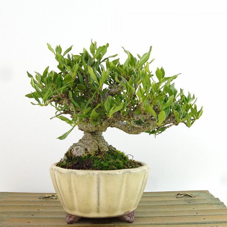 楽天市場】盆栽 特選：実成梔子(くちなし) 現品*クチナシ Rubiaceae