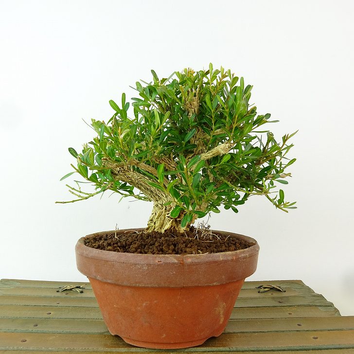 楽天市場】苗：台湾つげ*タイワンツゲ : 遊恵盆栽 楽天市場店