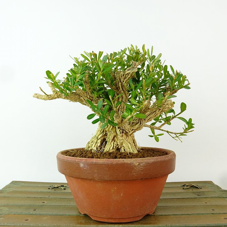 楽天市場】苗：台湾つげ*タイワンツゲ : 遊恵盆栽 楽天市場店