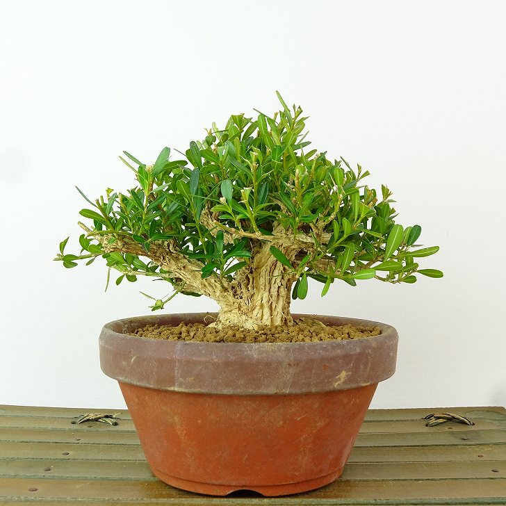 楽天市場】苗：台湾つげ*タイワンツゲ : 遊恵盆栽 楽天市場店