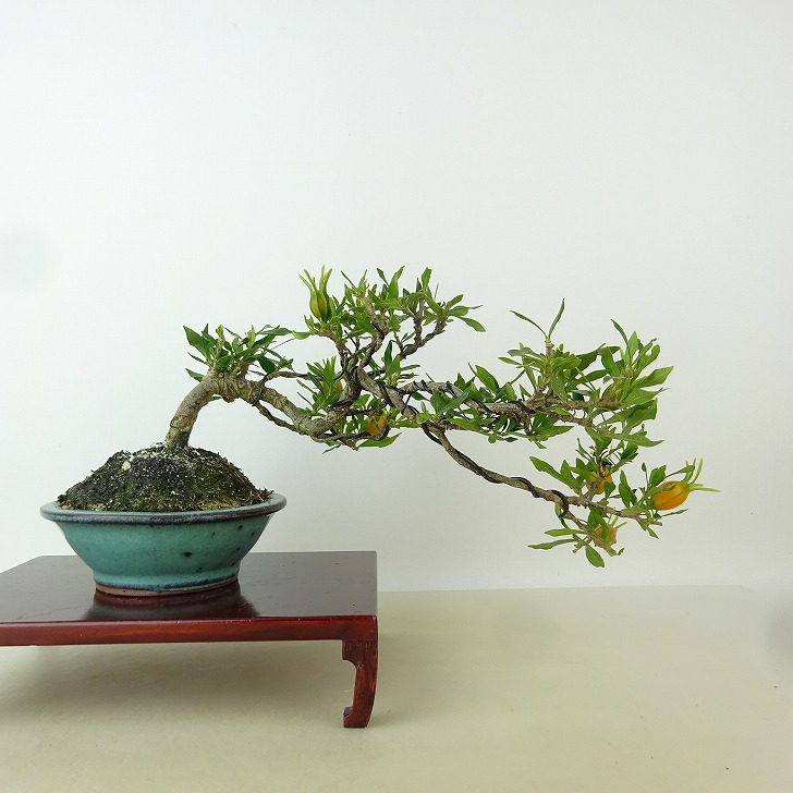 盆栽 梔子 喜代誉 樹高 上下 約15cm くちなし Gardenia jasminoides クチナシ アカネ科 クチナシ属 常緑樹 観賞用 小品 現品 送料無料