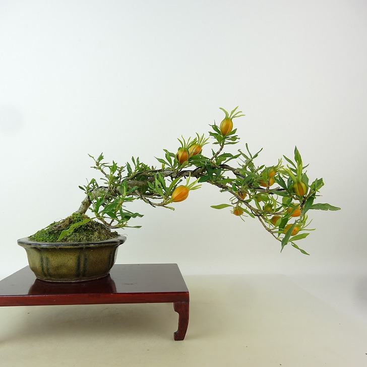 小品盆栽イソザンシヨオ Yahoo!オークション - 小品盆栽 逸品 イソサンショウ 磯山椒