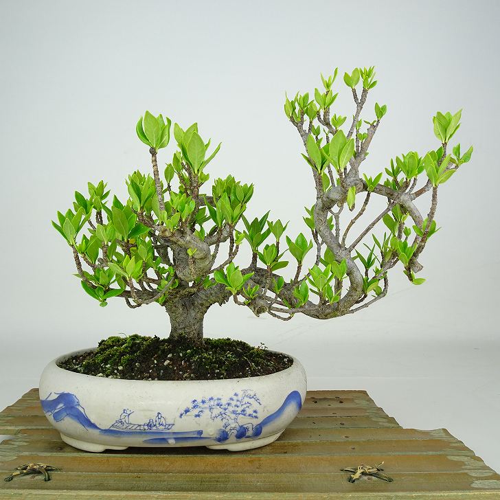 盆栽 梔子 樹高 約17cm くちなし Gardenia jasminoides クチナシ アカネ科 クチナシ属 常緑樹 鑑賞 観賞用 小品 現品